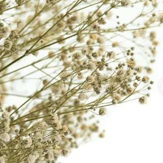 Preserved Gypsophila Natural