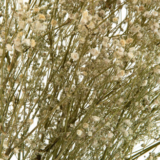 Gypsophile Stabilisé - Naturel