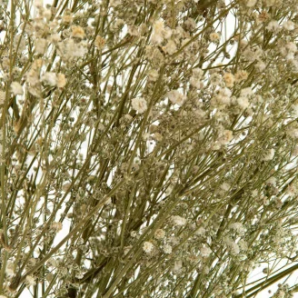 Preserved Gypsophila Natural