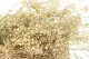 Gypsophile stabilis&eacute; Naturel 2