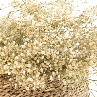 Gypsophila Stabilized - Natural