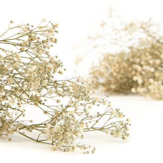 Gypsophila stabilizzata - Naturale