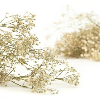 Preserved Gypsophila Natural