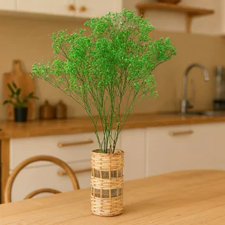 Gypsophila stabilizzata Verde