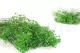 Gypsophila stabilizzata Verde 6