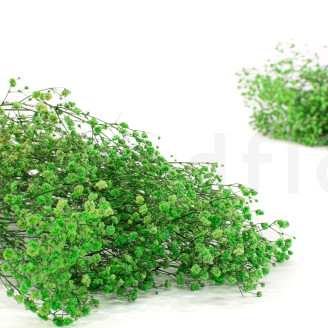 Gipsofila preservada - Ramo - Verde
