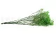 Gypsophile stabilis&eacute; Vert 9