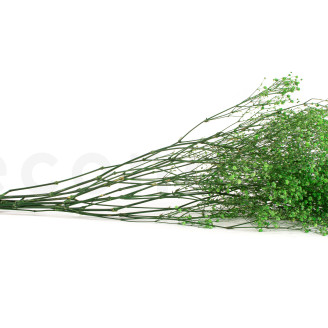 Gipsofila preservada - Ramo - Verde