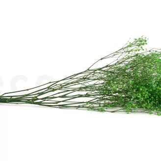 Preserved Gypsophila Green