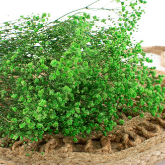 Gypsophila stabilizzata - Bouquet - Verde