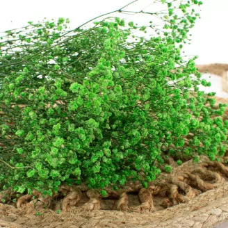 Preserved Gypsophila Green