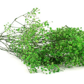 Gipsofila preservada - Ramo - Verde