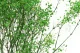 Gypsophile stabilis&eacute; Vert 3