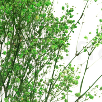 Gipsofila preservada - Ramo - Verde