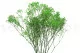 Gipsofila preservada Verde 4