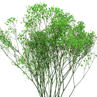 Gipsofila preservada - Ramo - Verde