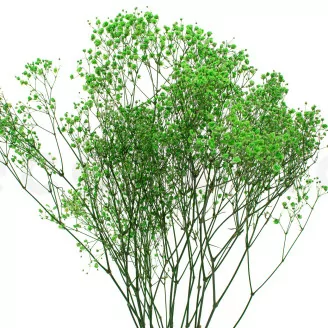 Preserved Gypsophila Green