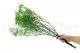 Preserved Gypsophila Green 5