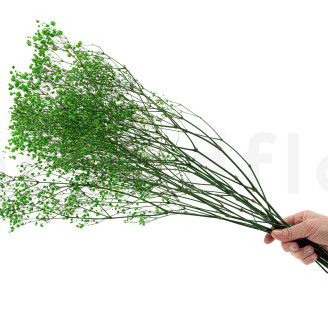 Gypsophila stabilizzata - Bouquet - Verde