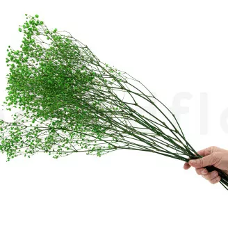 Preserved Gypsophila Green