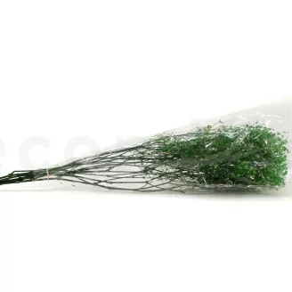 Preserved Gypsophila Green