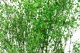 Gypsophila stabilizzata Verde 2