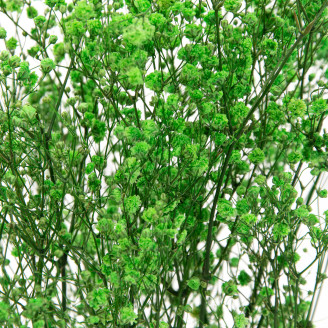 Gipsofila preservada - Ramo - Verde