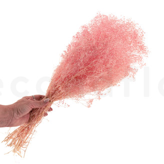 Gypsophile Mini Stabilisé - Rose Clair