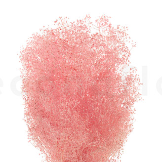 Mini Gypsophila Stabilized - Light Pink