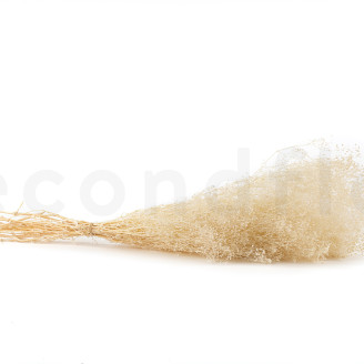 Mini Gypsophila Stabilized - Meringue