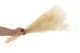 Gypsophile Mini stabilis&eacute; Meringue 5