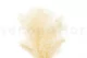 Gypsophile Mini stabilis&eacute; Meringue 2