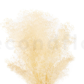 Mini Gypsophila Preserved - Meringue