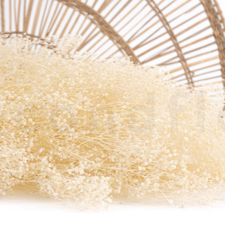 Mini Gypsophila Preserved - Meringue