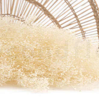Preserved Mini Gypsophila Meringue