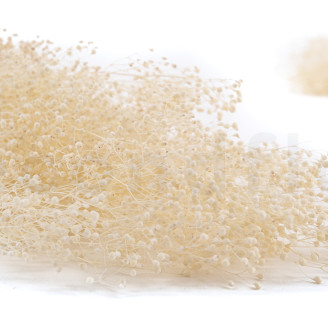 Mini Gypsophila Stabilized - Meringue