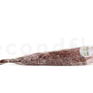 Gypsophila Stabilizzata - Vintage Pink