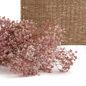 Gypsophila Stabilizzata - Vintage Pink