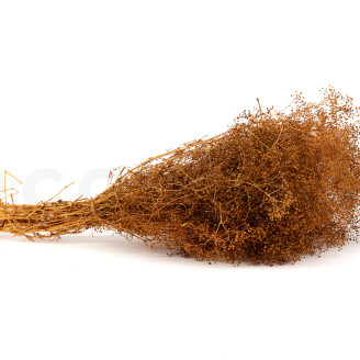 Gypsophila Mini stabilizzata - Marmalade