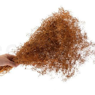 Gypsophila Mini stabilizzata - Marmalade