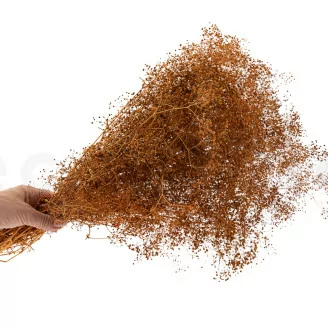 Mini Gipsofila preservada Marmalade