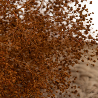Mini Gypsophila Stabilized - Marmalade