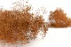 Preserved Mini Gypsophila Marmalade 6