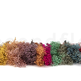 Gipsofila Preservada - Pastel Turquesa