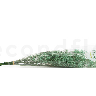 Gypsophila Stabilized - Pastel Turquoise