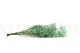 Gypsophila stabilizzata Verde Acqua 6