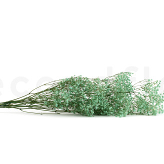 Gypsophila Preserved - Pastel Turquoise