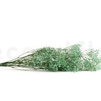 Gypsophila stabilizzata Verde Acqua