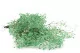Preserved Gypsophila Seafoam Green 3