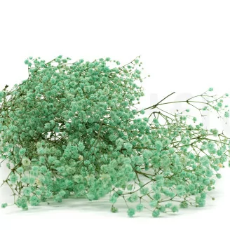 Preserved Gypsophila Seafoam Green